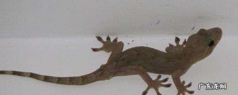 壁虎和蜥蜴的区别,详细介绍