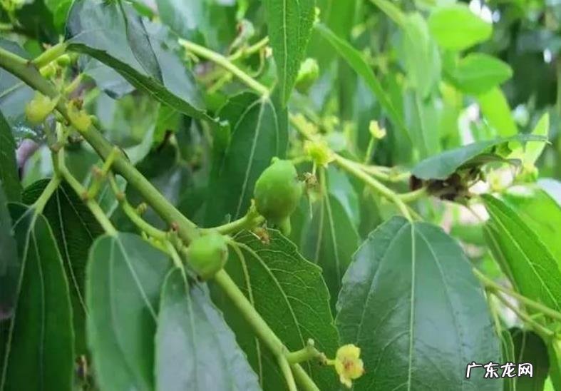 冬枣什么时候开花 开花时间几月份