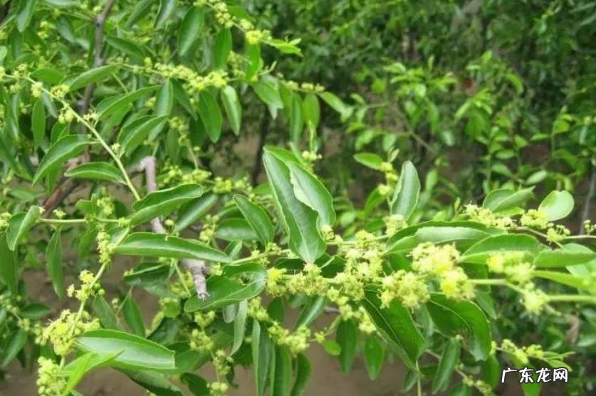 冬枣什么时候开花 开花时间几月份