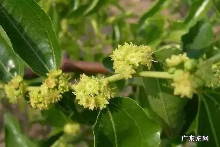 冬枣什么时候开花 开花时间几月份