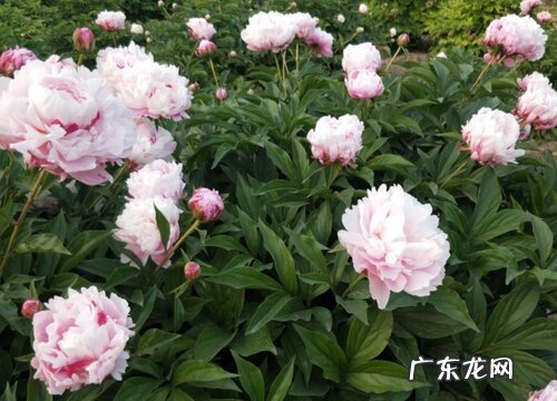 芍药花几点开花时间 开花期多长时间