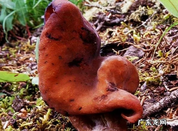 盘点农村常见的毒蘑菇 分辨毒蘑菇样子