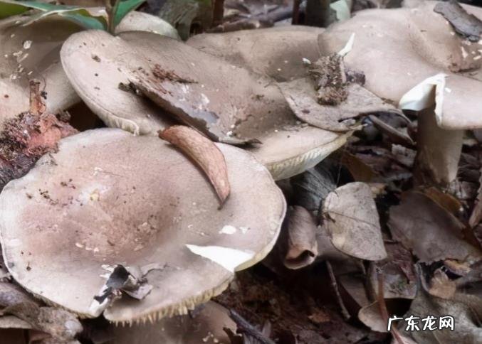 盘点农村常见的毒蘑菇 分辨毒蘑菇样子