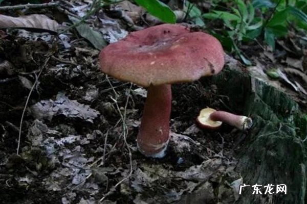 盘点农村常见的毒蘑菇 分辨毒蘑菇样子