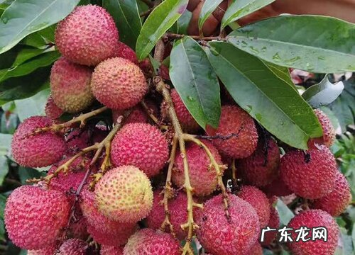 图片 广东的水果特产有哪些 盛产且有名的水果