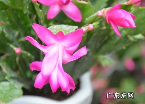 蟹爪兰生长温度是多少度