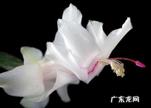 蟹爪兰生长温度是多少度