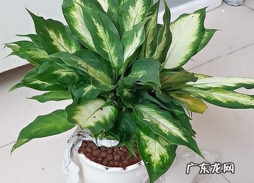 象征友谊长存的植物有哪些