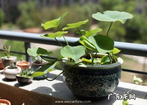 碗莲太密了怎么办