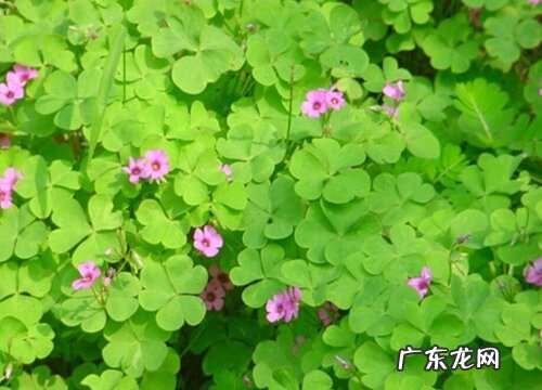 苜蓿草和苜蓿菜一样吗 有什么区别