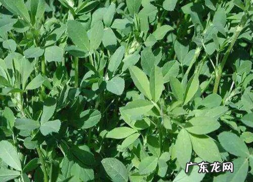 苜蓿草和苜蓿菜一样吗 有什么区别