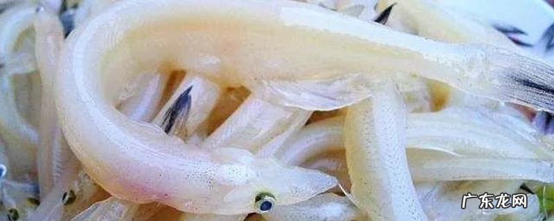 面条鱼多少钱一斤?附选购方法和食用方法