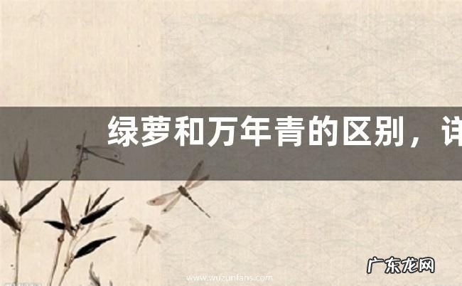绿萝和万年青的区别，详细介绍