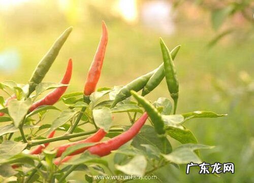 辣椒是一年生还是多年生植物 可生长几年