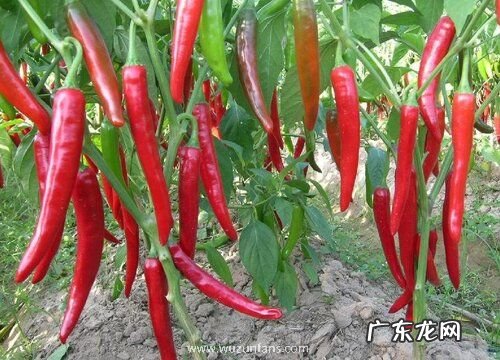 辣椒是一年生还是多年生植物 可生长几年