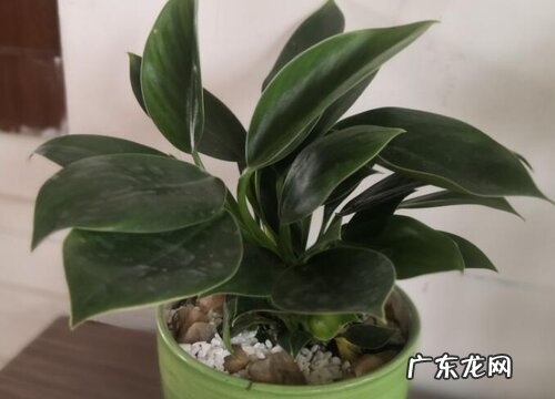 金钻的繁殖方法 繁殖时间和注意事项