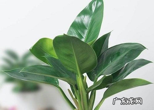 金钻的繁殖方法 繁殖时间和注意事项