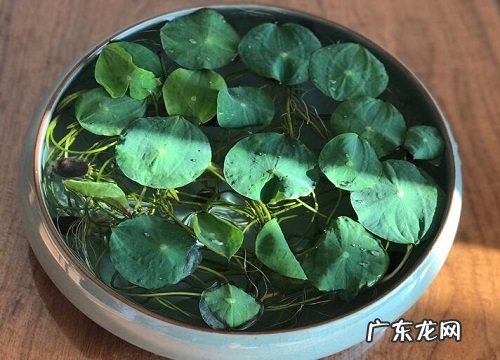 大口浅盆适合养什么花
