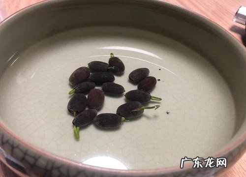 大口浅盆适合养什么花