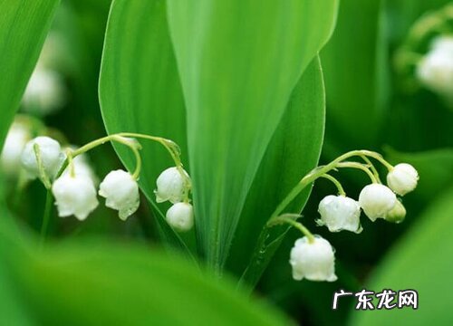 铃兰是一年生还是多年生的花 第二年能复花