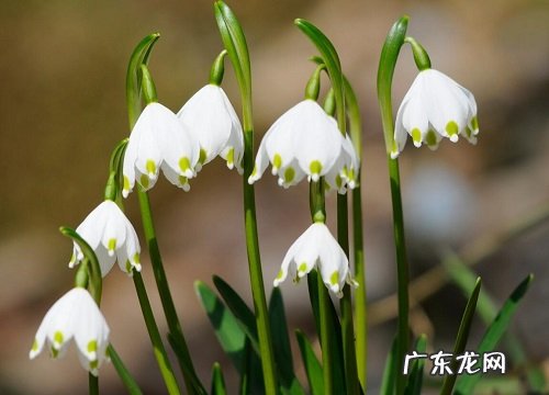 铃兰是一年生还是多年生的花 第二年能复花