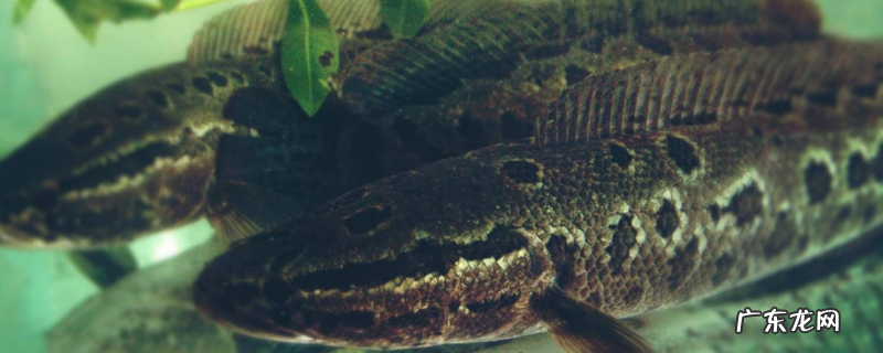 黑鱼和鲶鱼的区别,有以下四方面