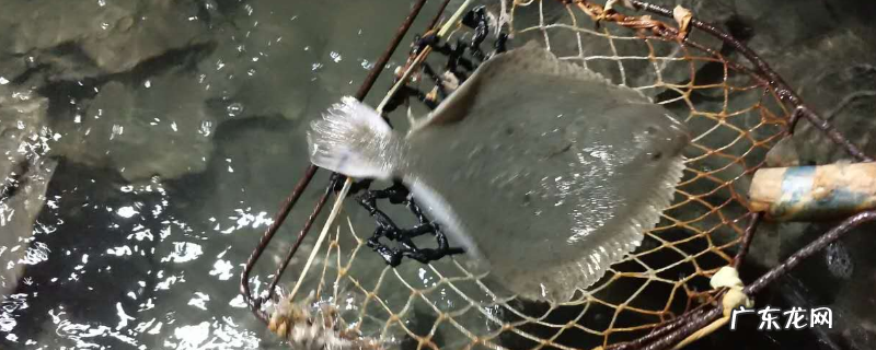 多宝鱼、比目鱼、左口鱼、偏口鱼的区别,看如下几方面