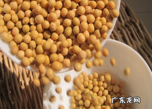 图片对比 豌豆和黄豆一样吗 区别在哪里