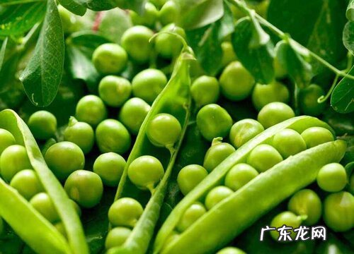 图片对比 豌豆和黄豆一样吗 区别在哪里