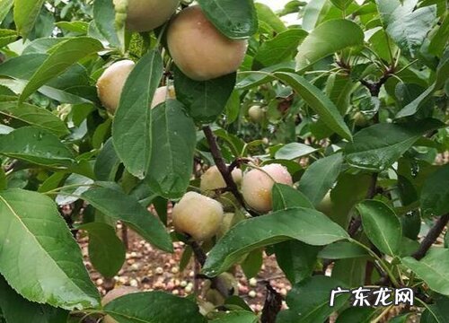 矮化苹果树怎么剪枝 修剪技术与注意事项