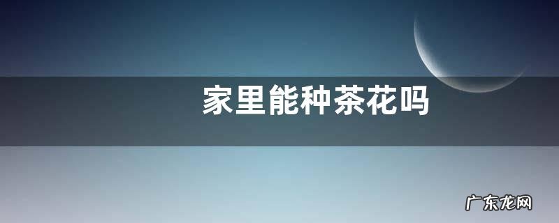 家里能种茶花吗