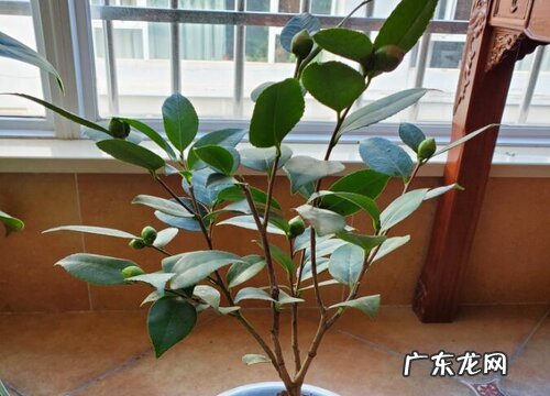 家里能种茶花吗