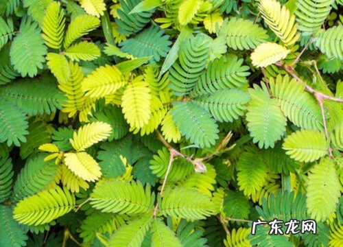 含羞草的生长环境及生长地方条件