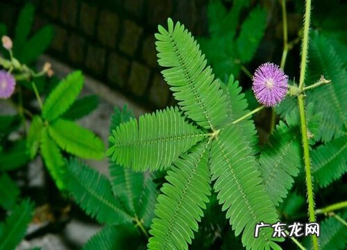 含羞草的生长环境及生长地方条件