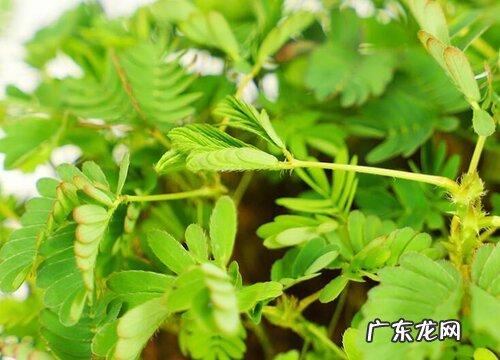 含羞草的生长环境及生长地方条件