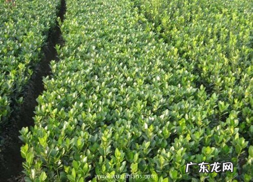 黄杨树北方可以种吗