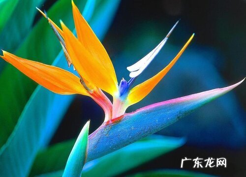 代表射手座的花朵什么花 射手座的真正守护花