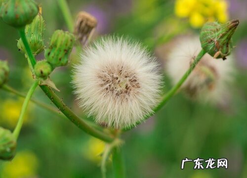 代表射手座的花朵什么花 射手座的真正守护花