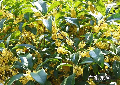 广元的市花是什么花 意义是什么