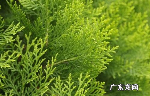 广元的市花是什么花 意义是什么