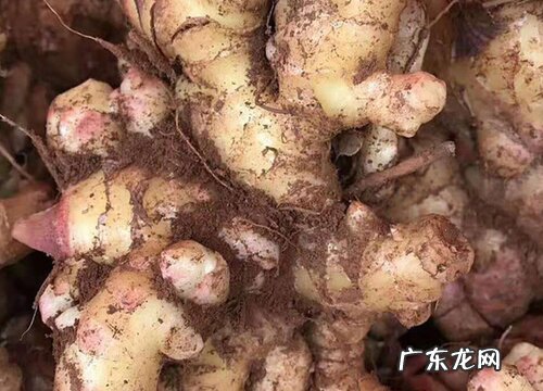 如何挑选生姜看好不好 挑选什么形状的生姜很有讲究