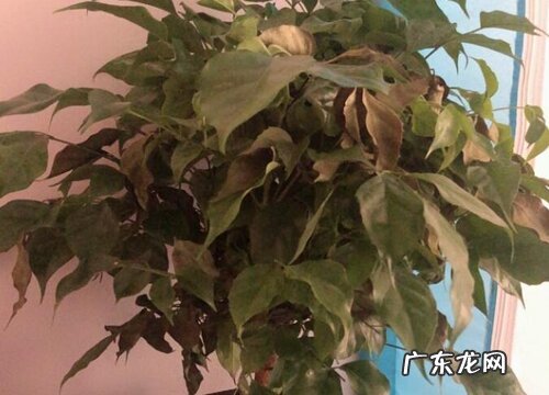 平安树叶尖发黑怎么办