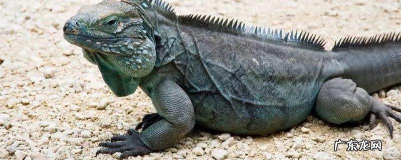 犀牛鬣蜥多少钱一只?犀牛鬣蜥吃什么食物