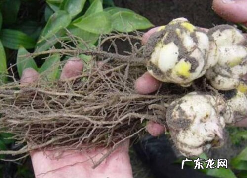 如何挑选百合的好坏 好的百合干怎么挑选