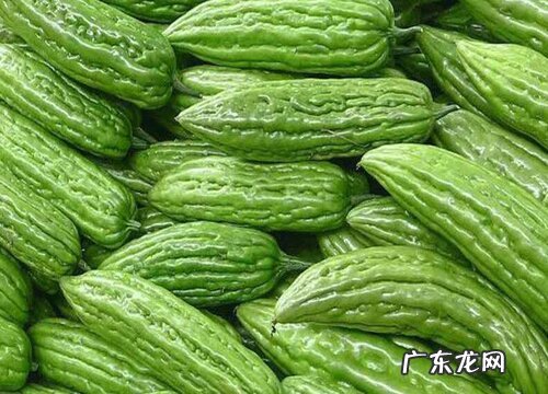 如何挑选苦瓜 挑选不苦好吃苦瓜的方法