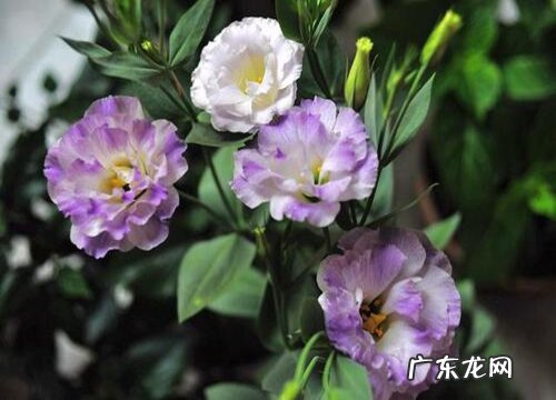 过年买什么花最吉祥