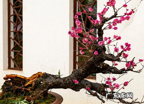 梅花是木本植物吗