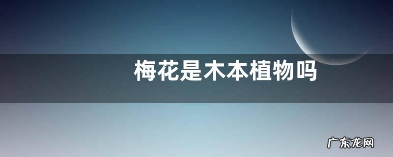 梅花是木本植物吗