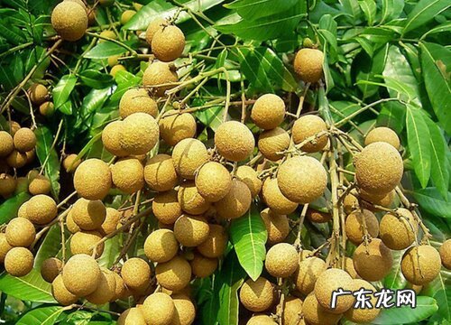 龙眼几月开花几月结果 开花到成熟要多久