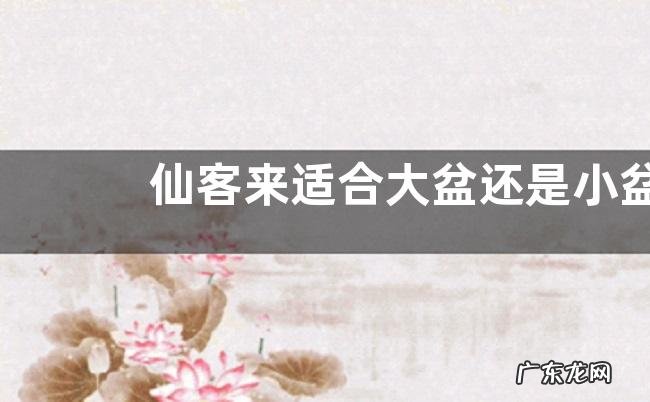 仙客来适合大盆还是小盆